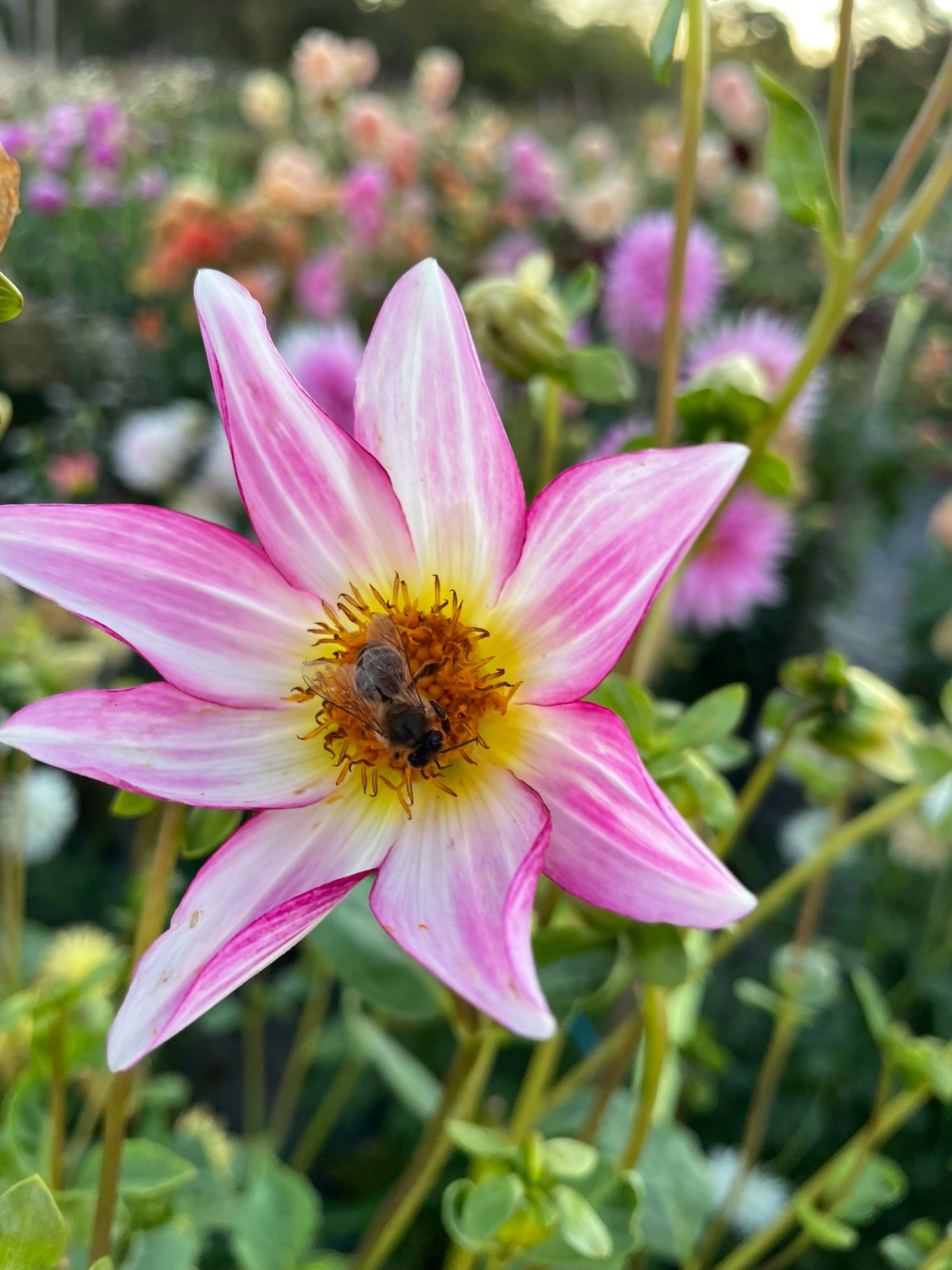 Dahlia - Warraview Seedling