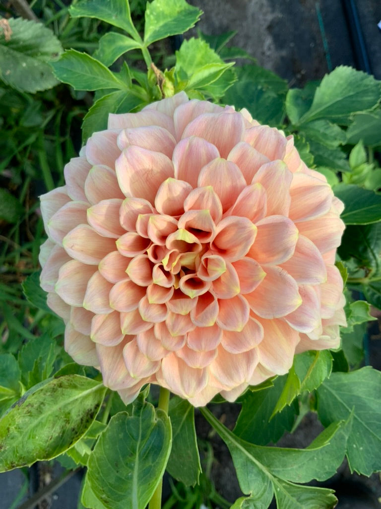 Dahlia - Bracken Accord