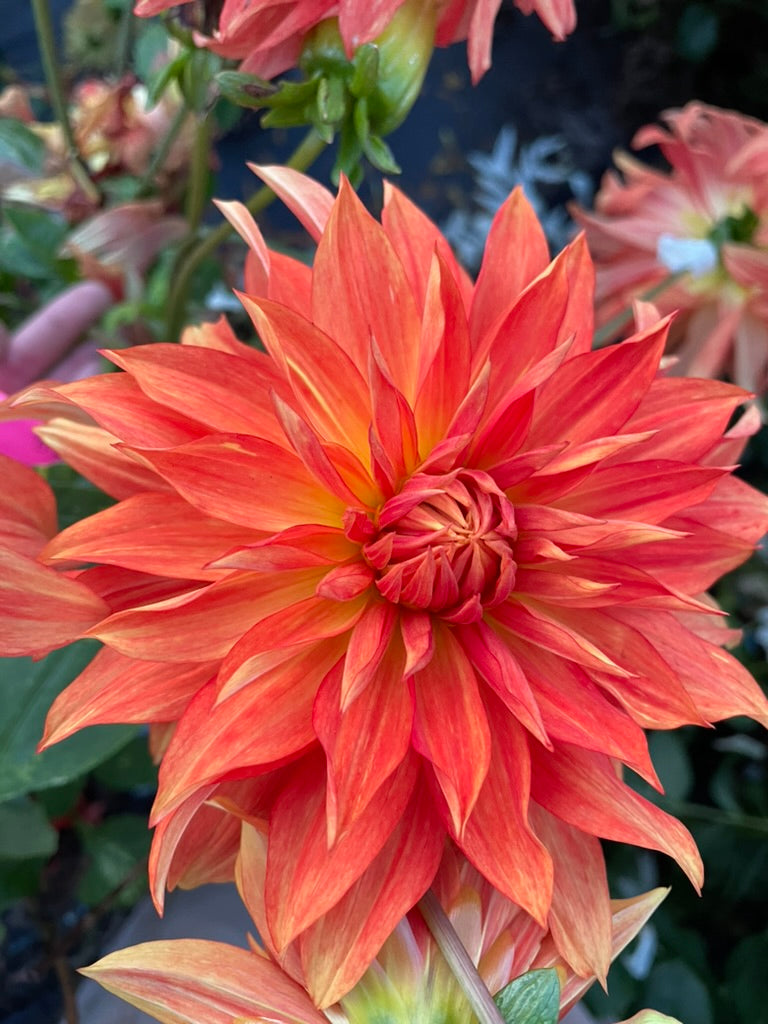 Dahlia - Delbard Chambord