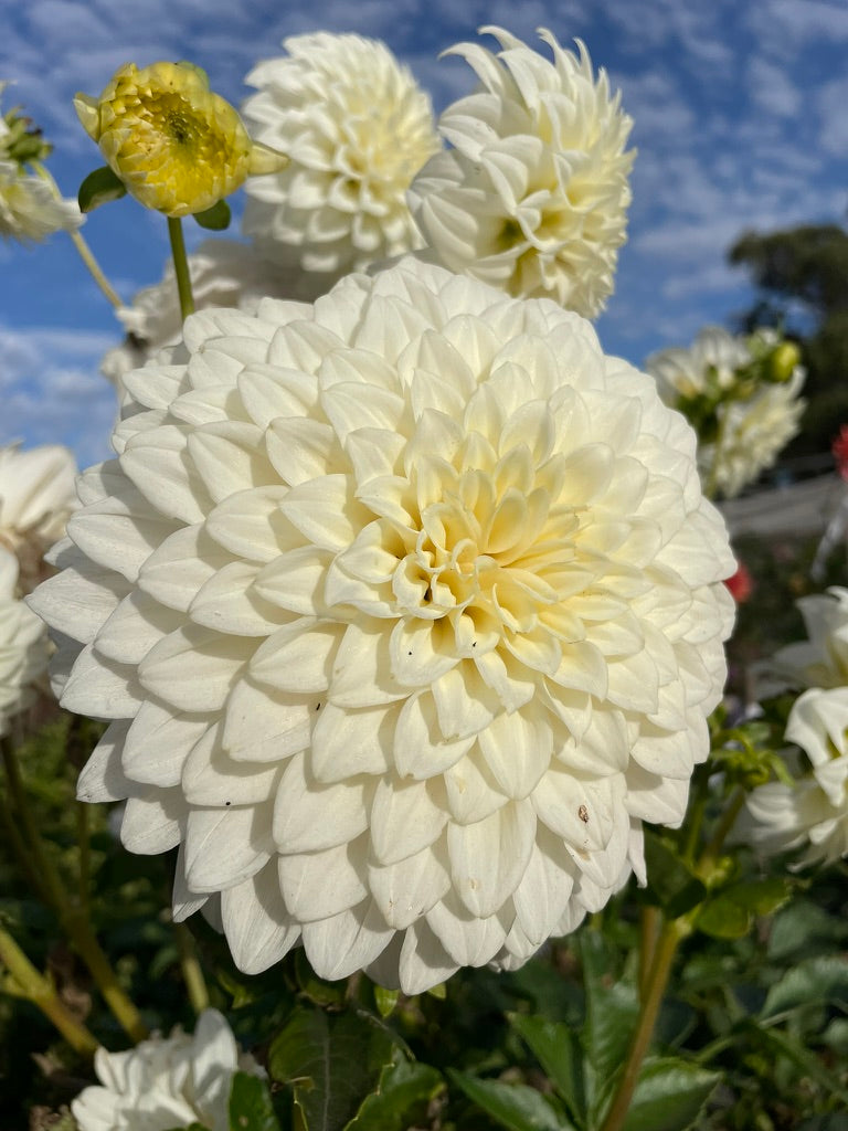 Dahlia - FBN Coconut Ice
