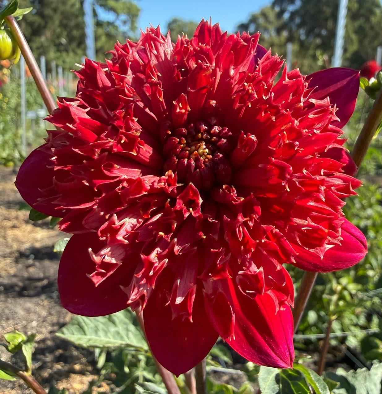 Dahlia - Christie Topnot