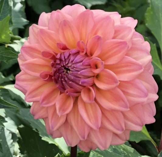 Dahlia - African Peach