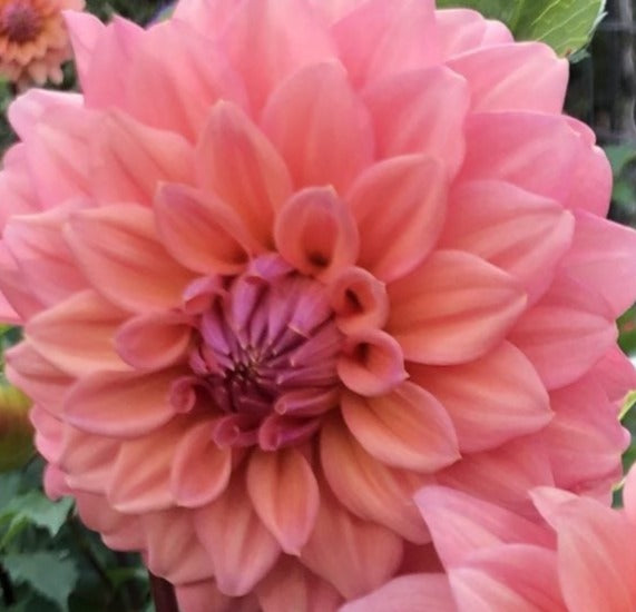 Dahlia - African Peach