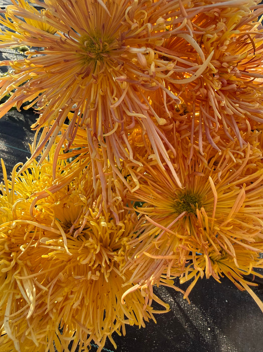 Chrysanthemum - Rooted Cutting - Western Voodoo