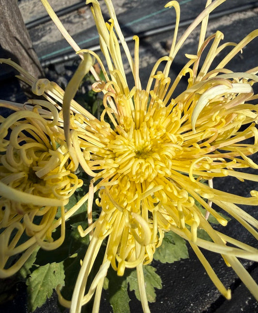 Chrysanthemum - Rooted Cutting - Yellow Knight