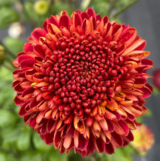 Heirloom Chrysanthemum - Rooted Cutting - Jewel Volcano