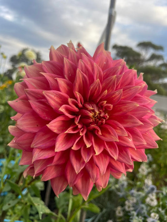 Dahlia Seed - Lileah Peachy Keen