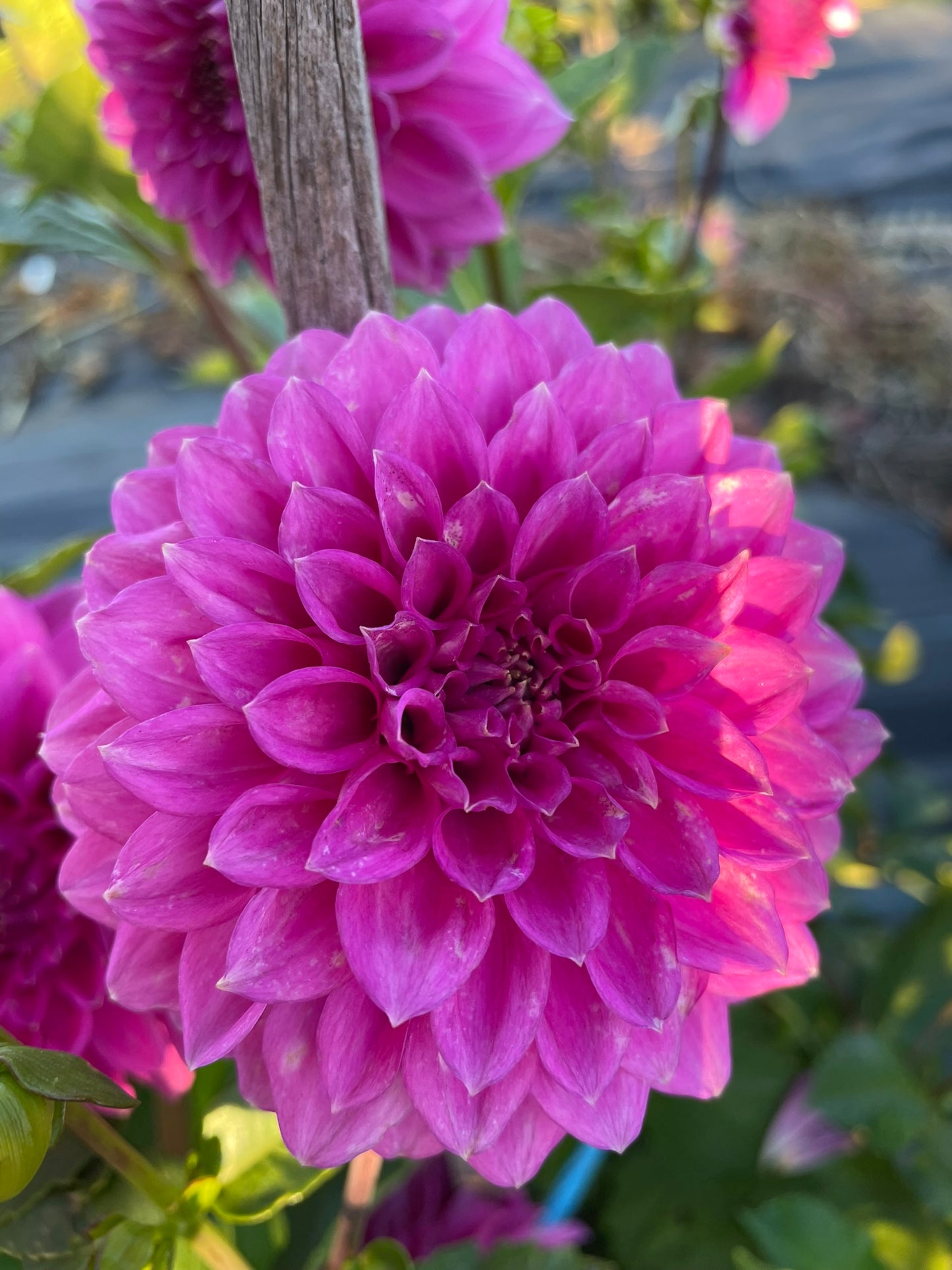 Dahlia - Winkie Wisteria