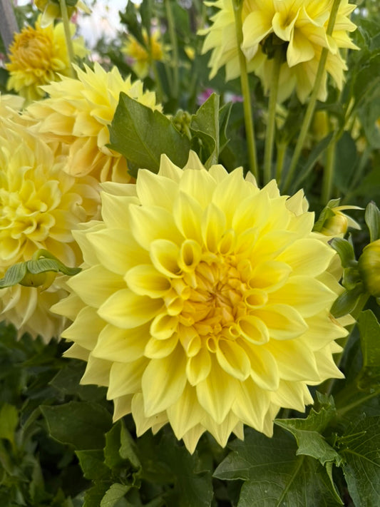 Dahlia - Mary Margaret Rowe