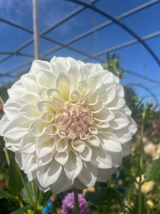 Dahlia - Cream Ball