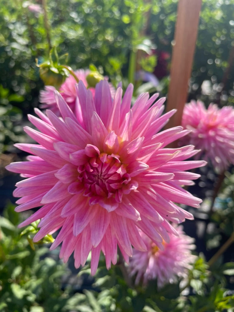 Dahlia - Kiara Forgwen