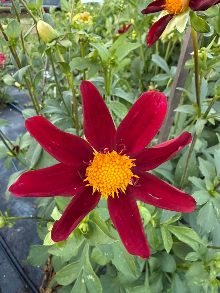 Dahlia - Warraview Red Star