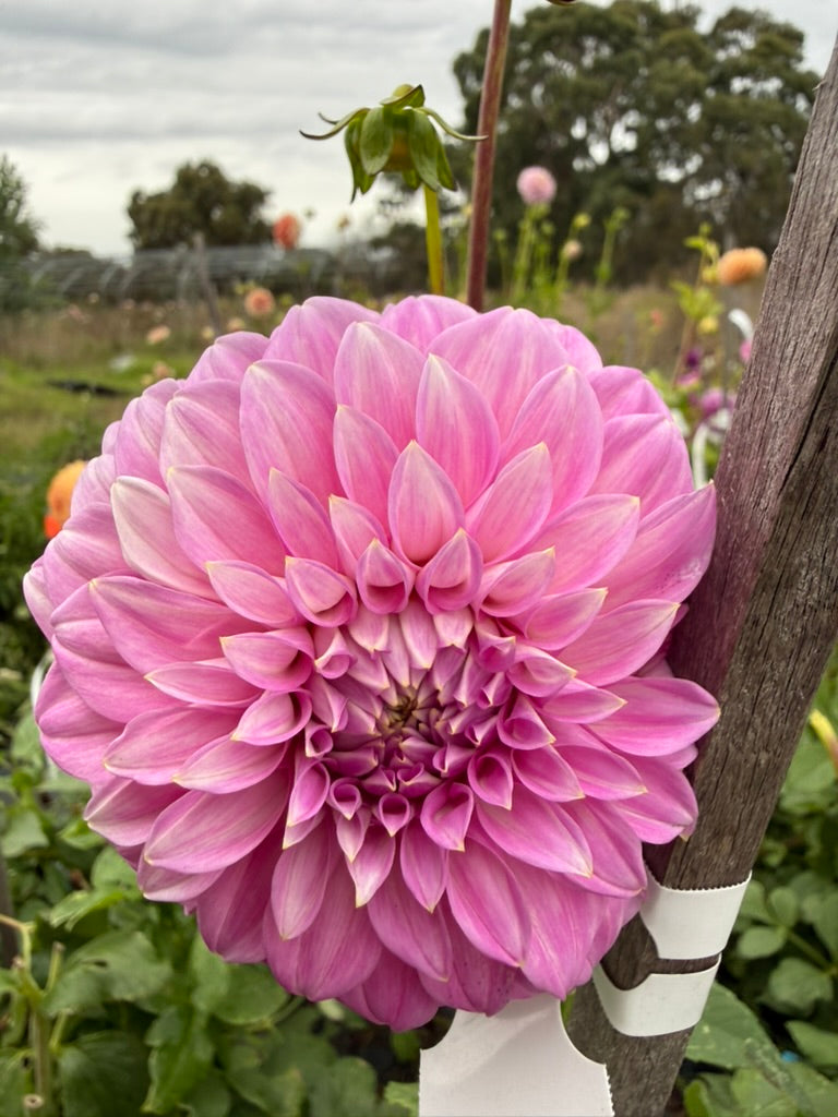 Dahlia - Devon Splendor