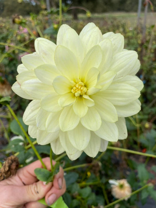 Dahlia Seed - Cameo