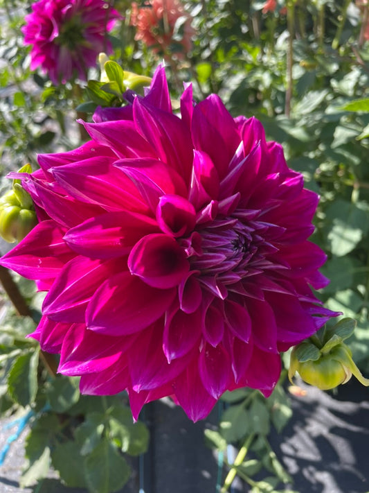 Dahlia - Devon Ultimate