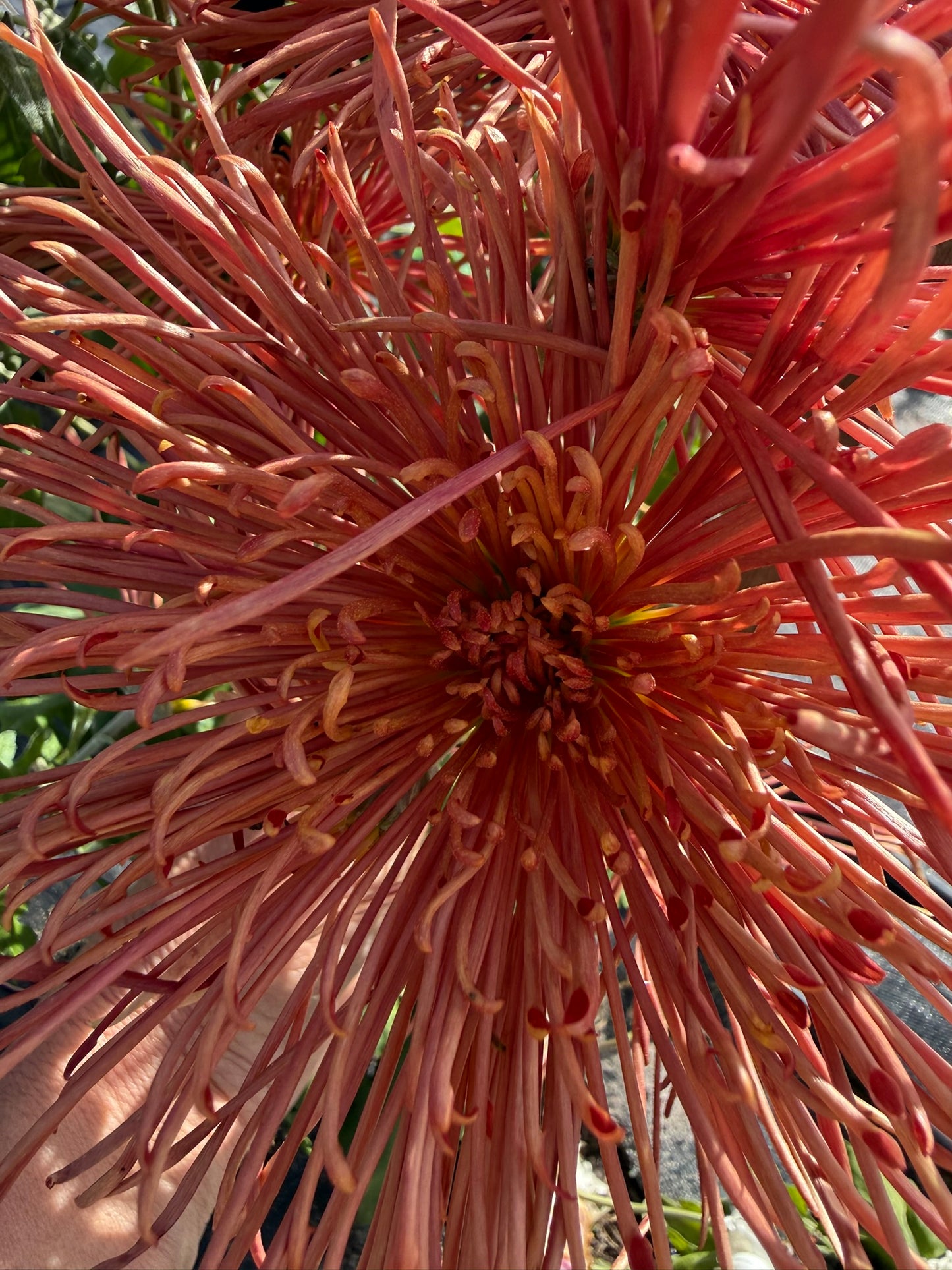 Chrysanthemum - Rooted Cutting - Topaz