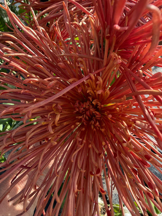 Chrysanthemum - Rooted Cutting - Topaz