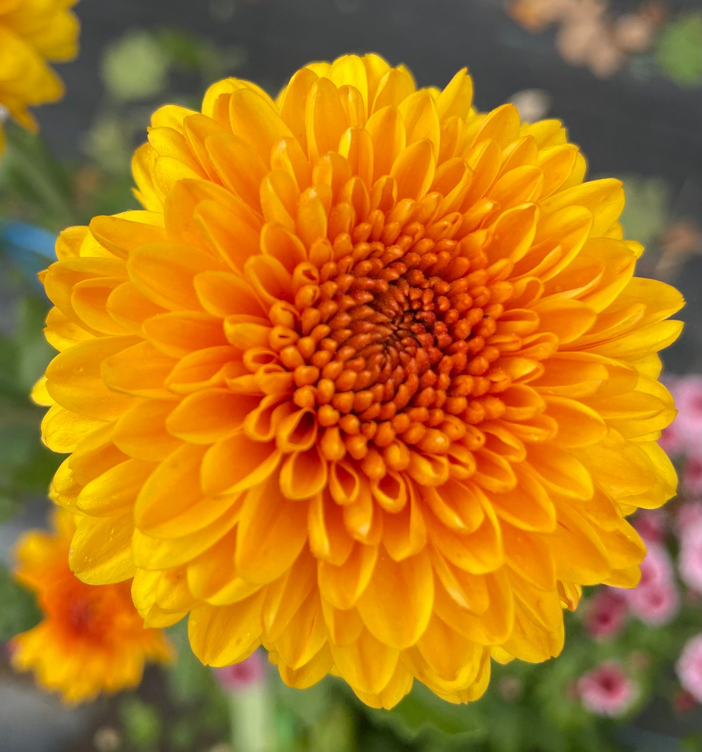 Heirloom Chrysanthemum - Rooted Cutting - Jewel Bronze