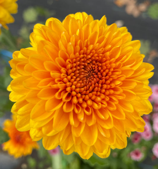 Heirloom Chrysanthemum - Rooted Cutting - Jewel Bronze