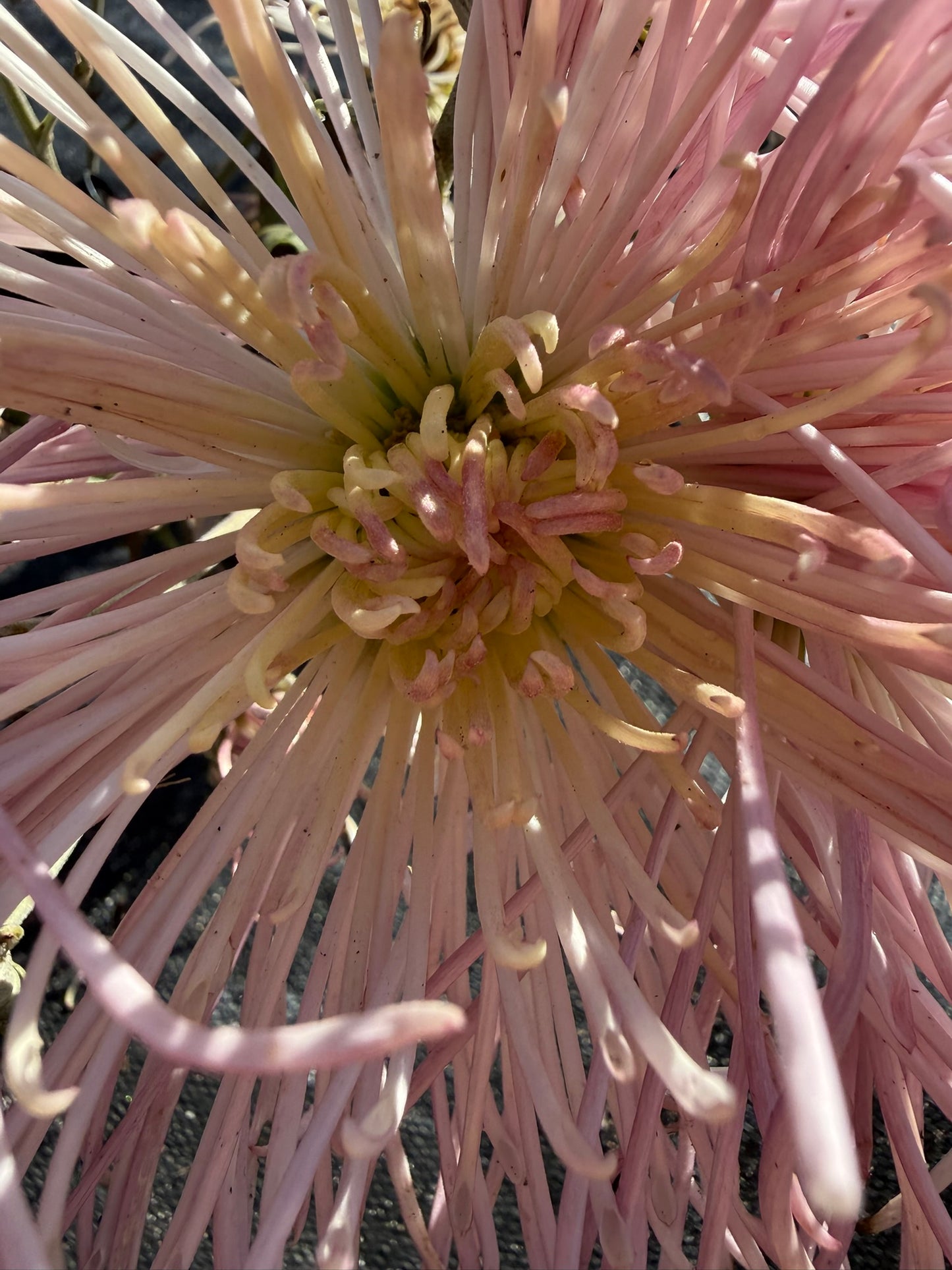 Chrysanthemum - Rooted Cutting - Kalaya