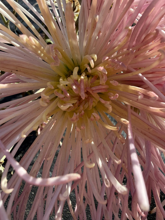 Chrysanthemum - Rooted Cutting - Kalaya