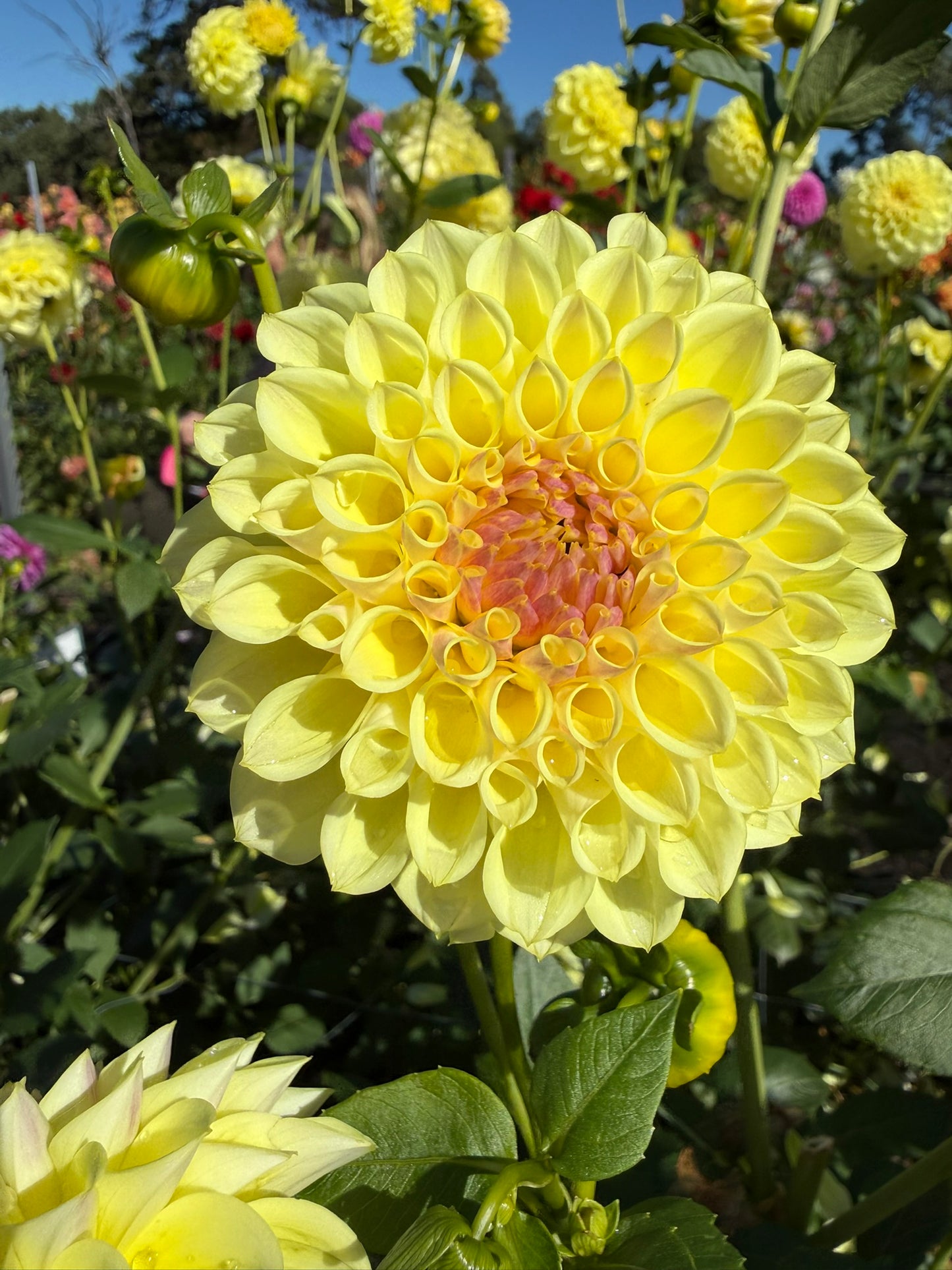 Dahlia - Cliffy 'O'