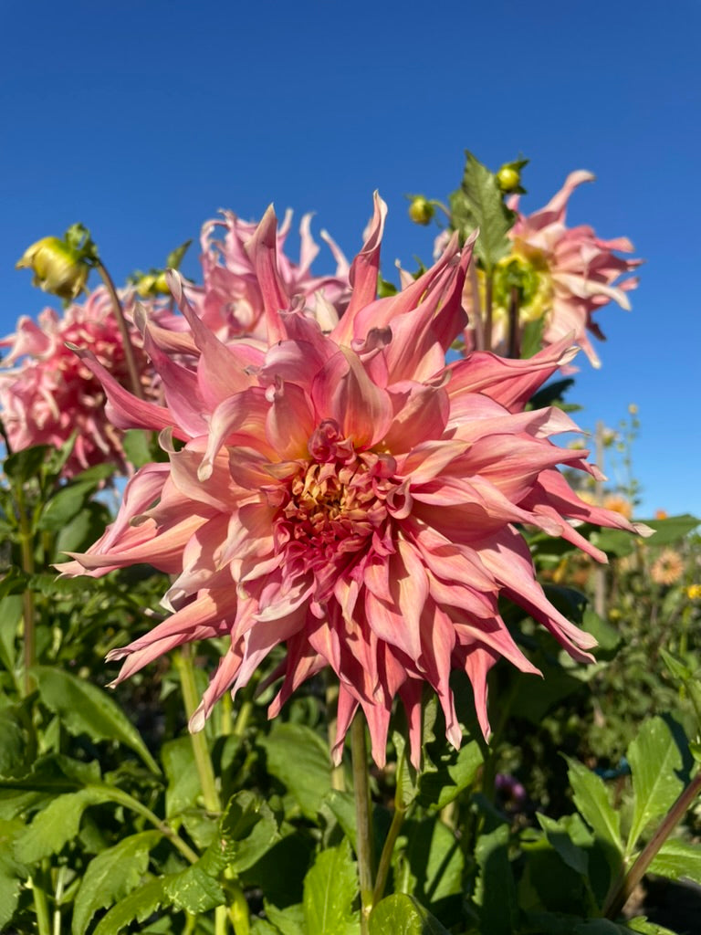 Dahlia Seed - Penhill Watermelon