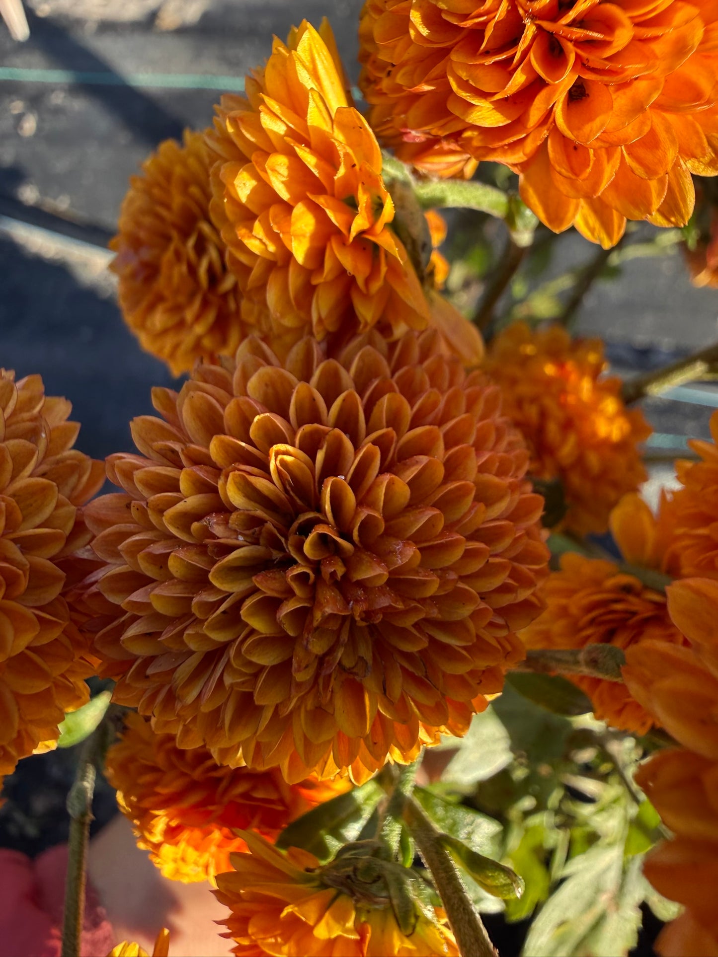 Chrysanthemum - Rooted Cutting - Fireball