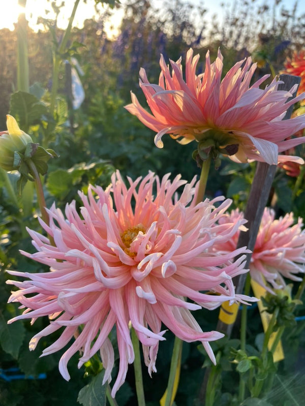 Dahlia Seed - Villandry
