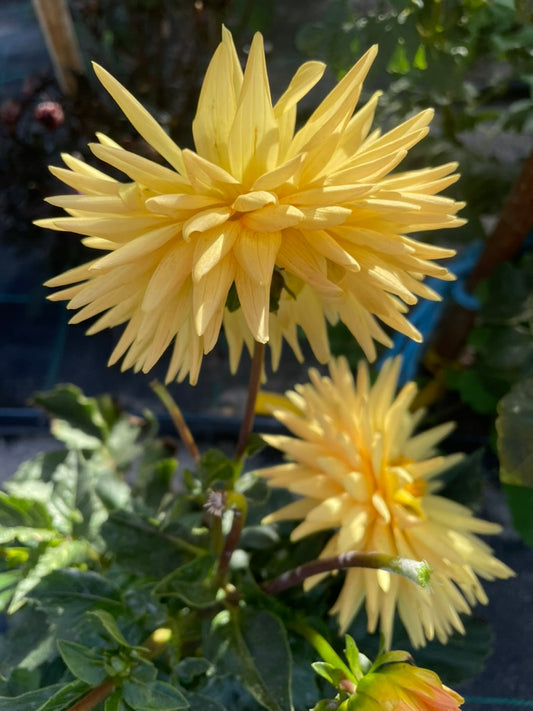 Dahlia Seed - Glenmarc Sharmane