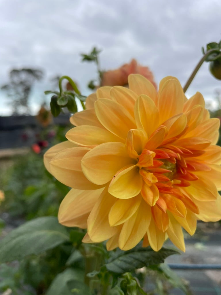 Dahlia - Bracken Lorelie