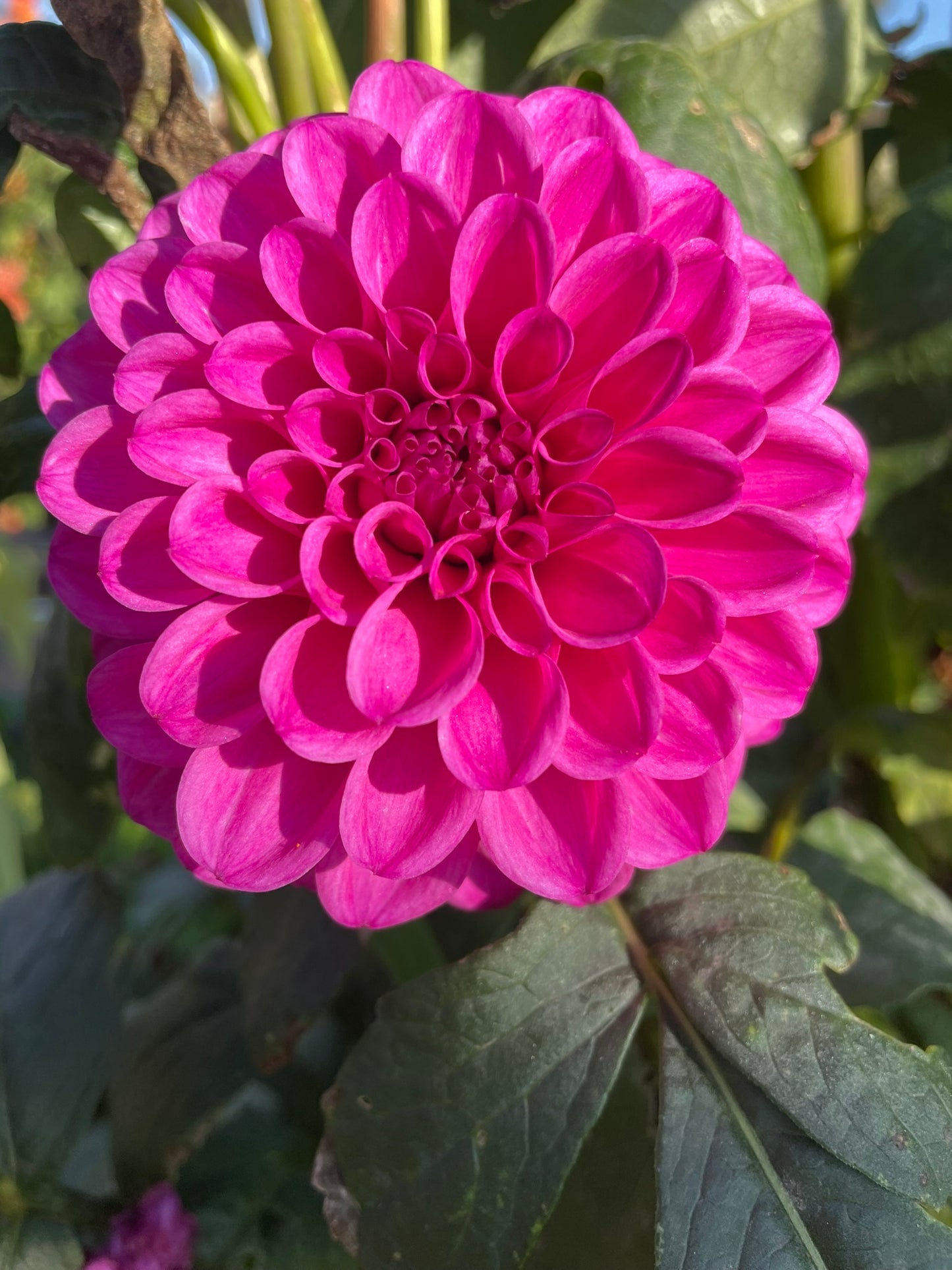 Dahlia - Winkie Cavalier