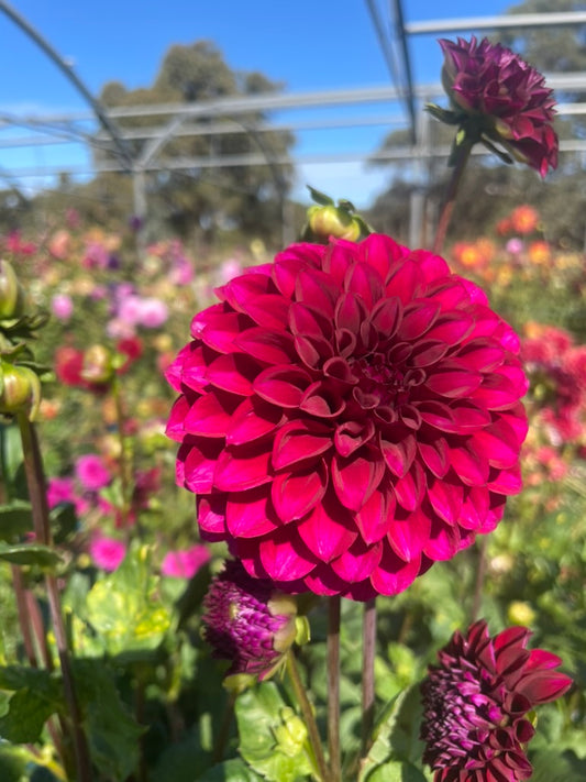 Dahlia - Jessie 'G'