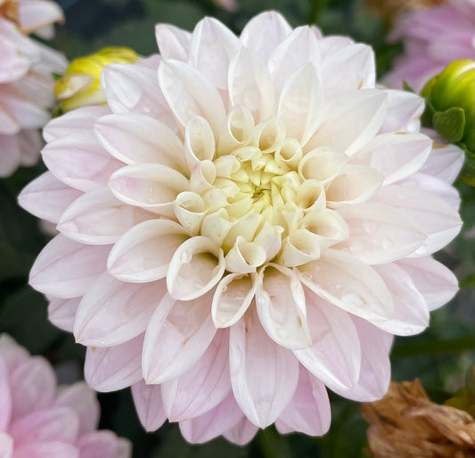 Dahlia - Little Bobby