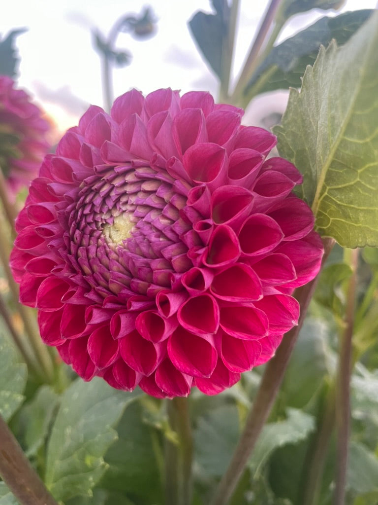 Dahlia - Winkie Robot