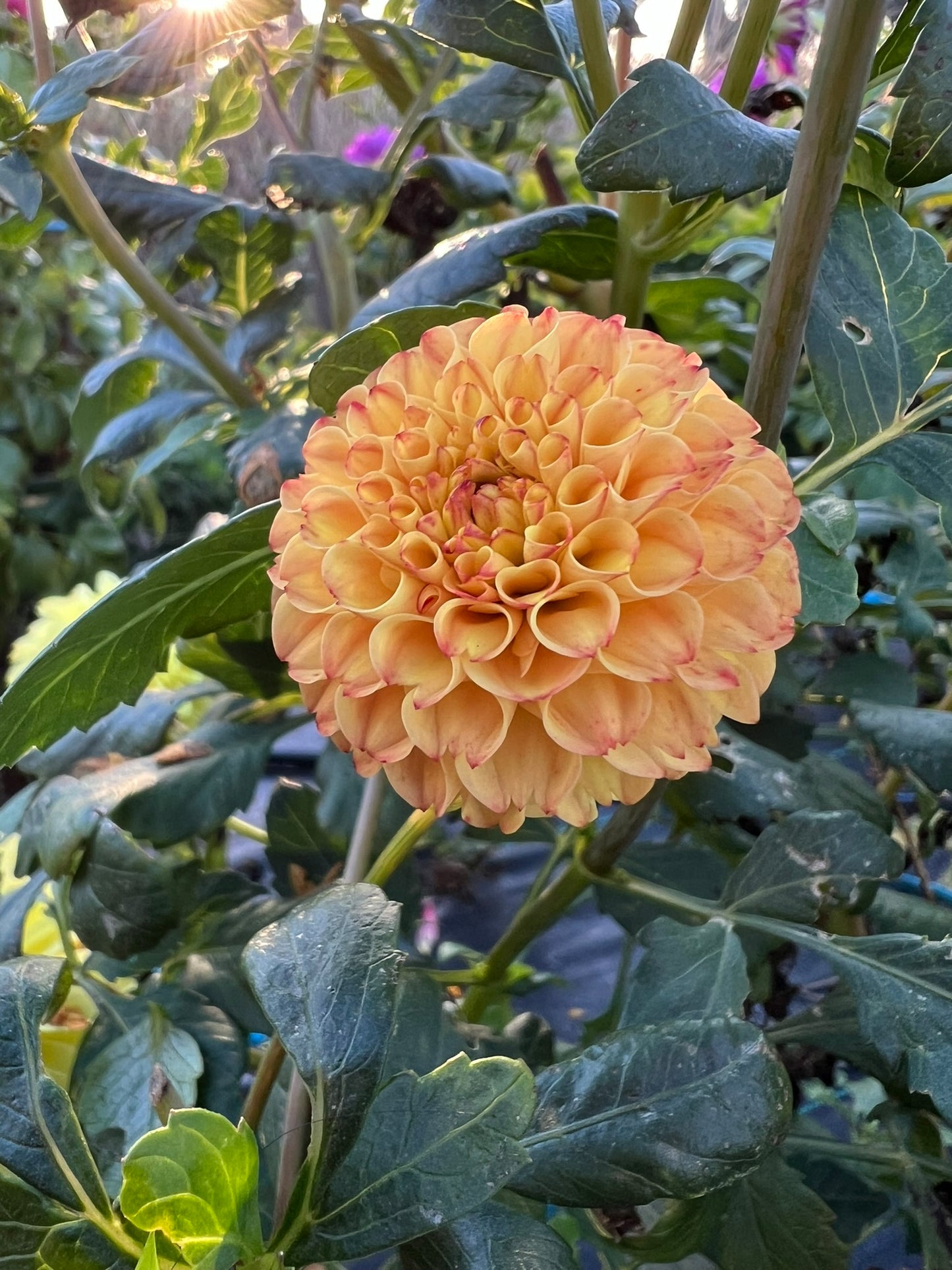 Dahlia - Butternut