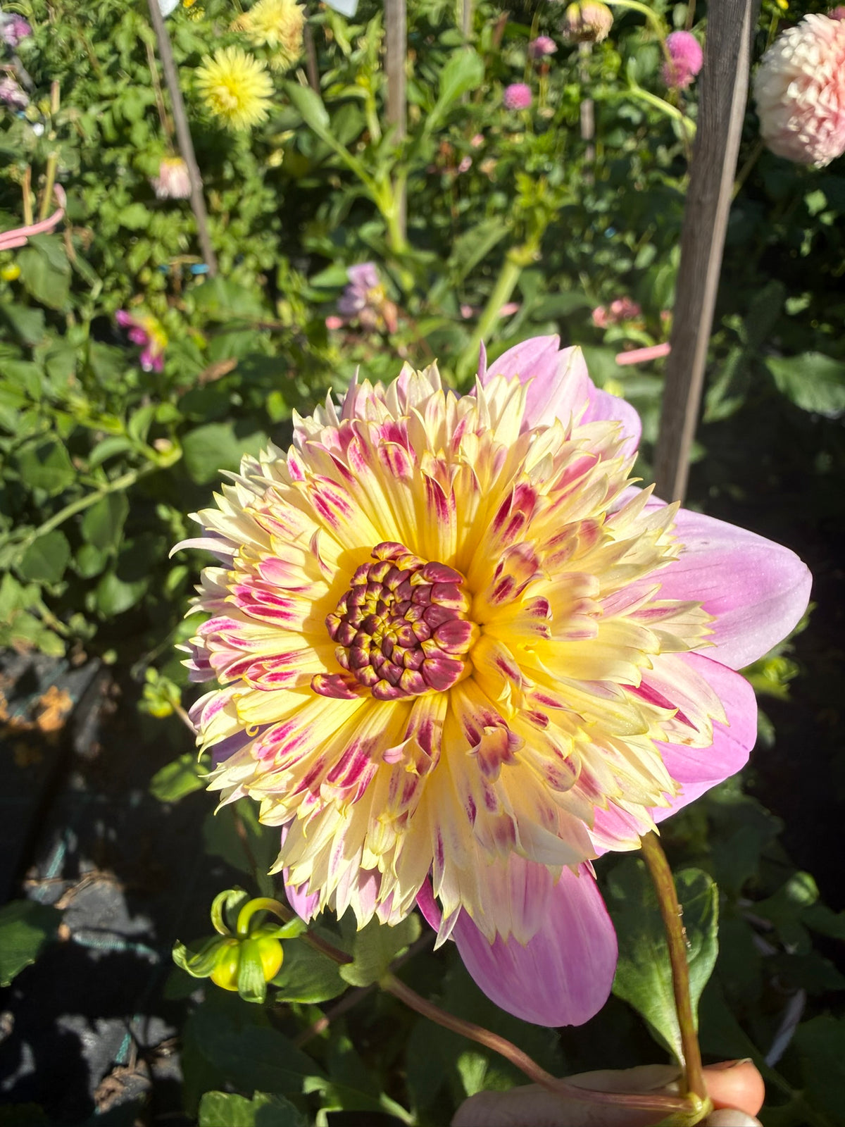 Dahlia - Mawak
