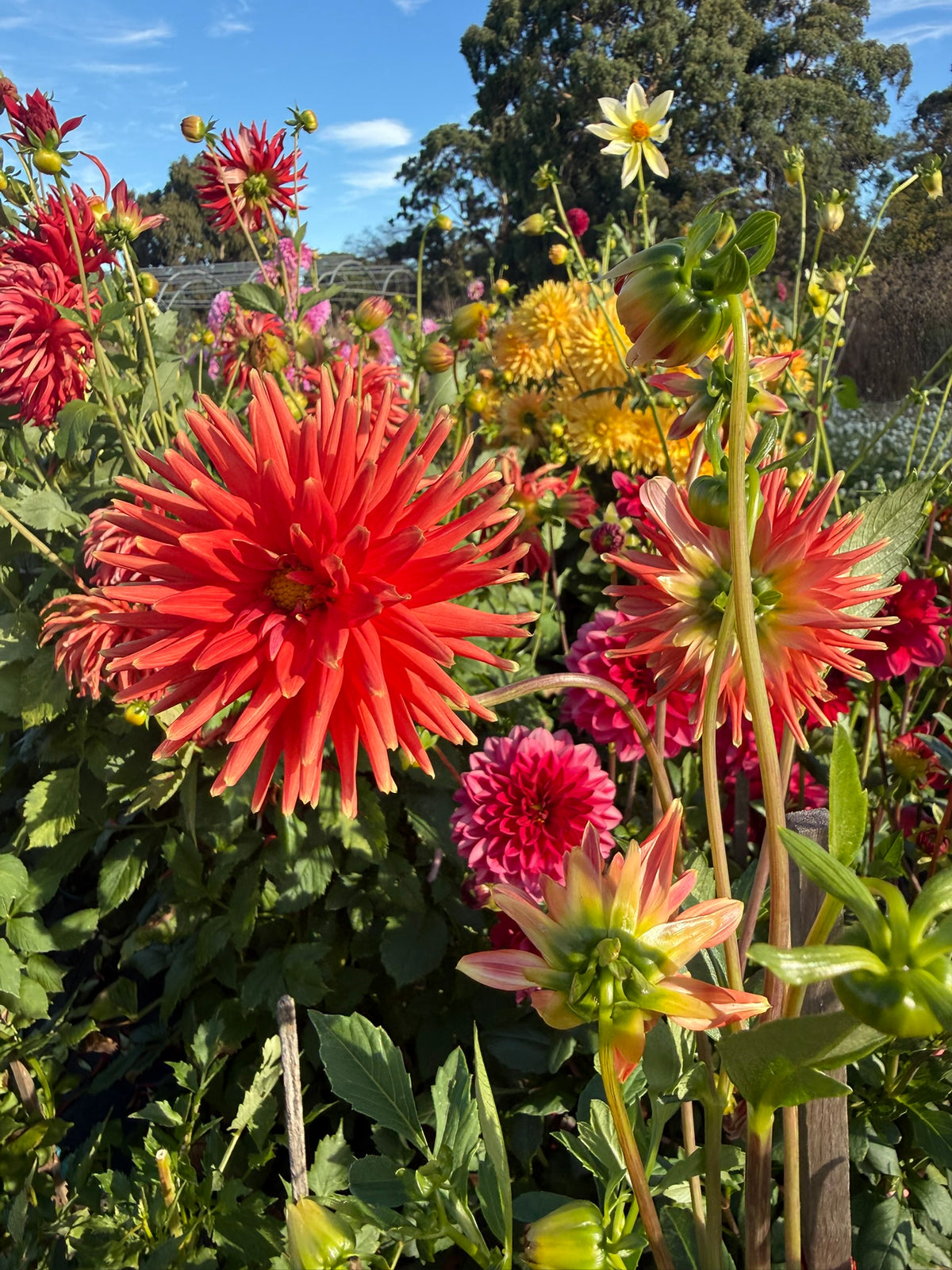 Dahlia - Araluen Fire