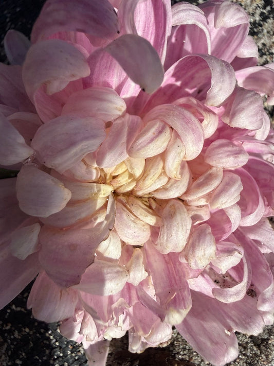 Chrysanthemum - Rooted Cutting - Stoake's Big Boy
