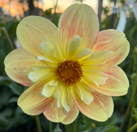 Dahlia - Ernestina