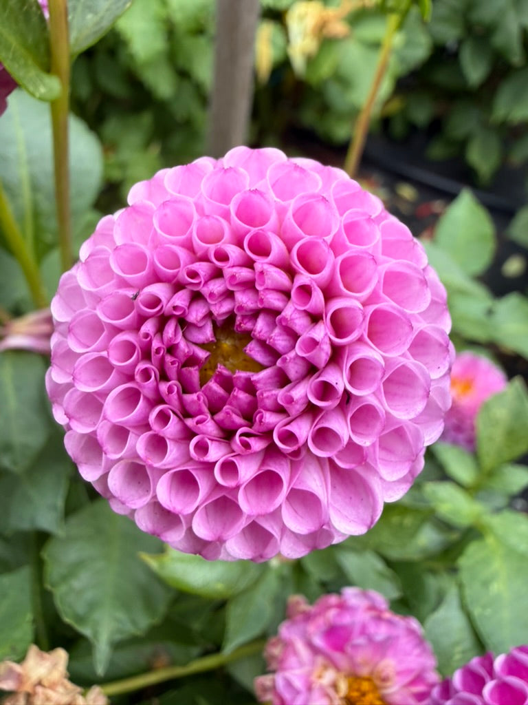 Dahlia - Willow Borealis