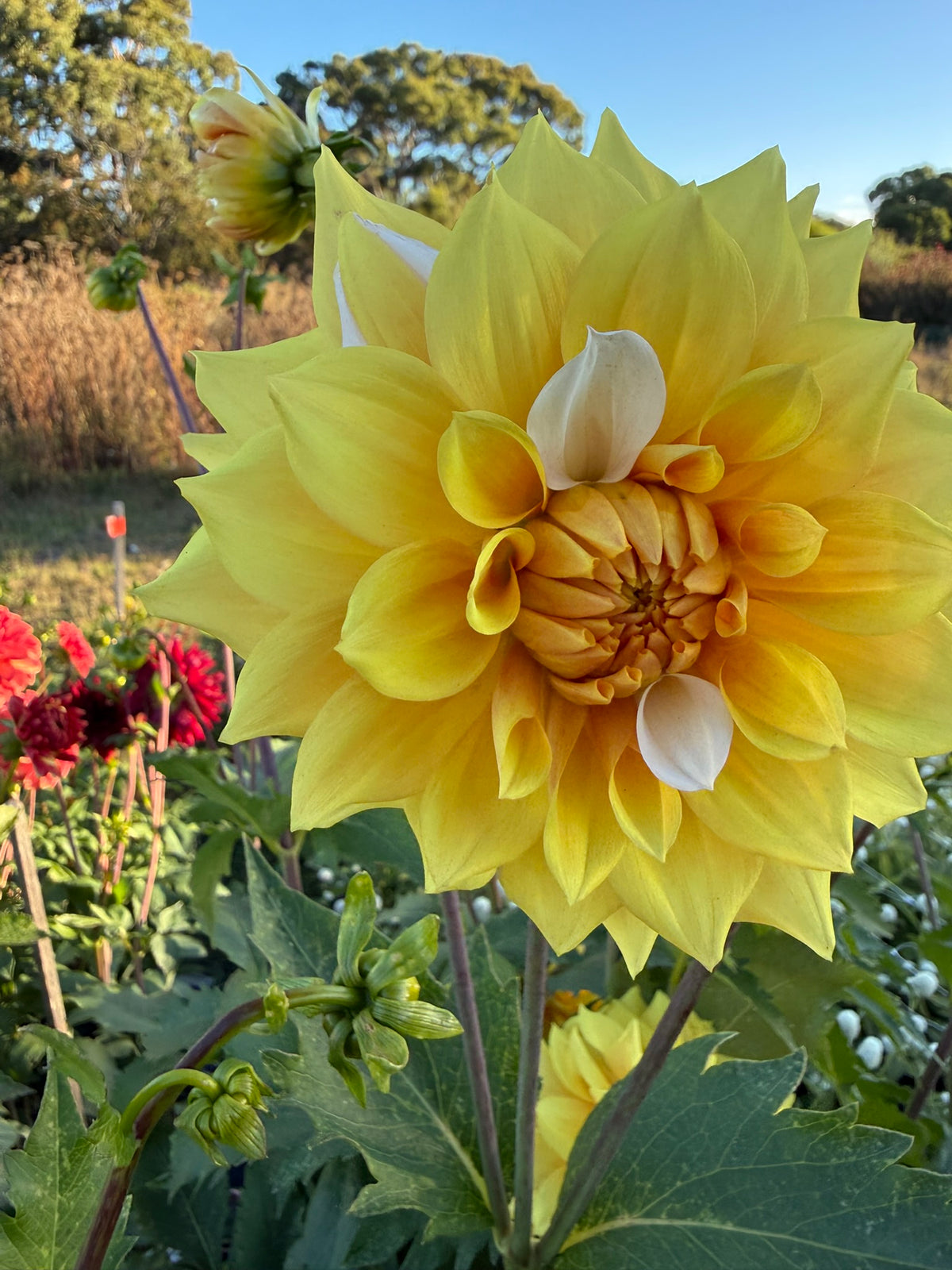 Dahlia - Devon Moon