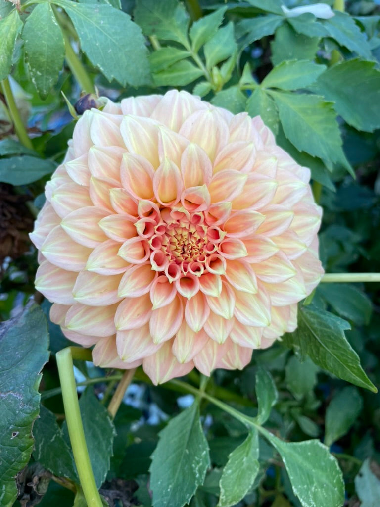 Dahlia - Bracken Sarah