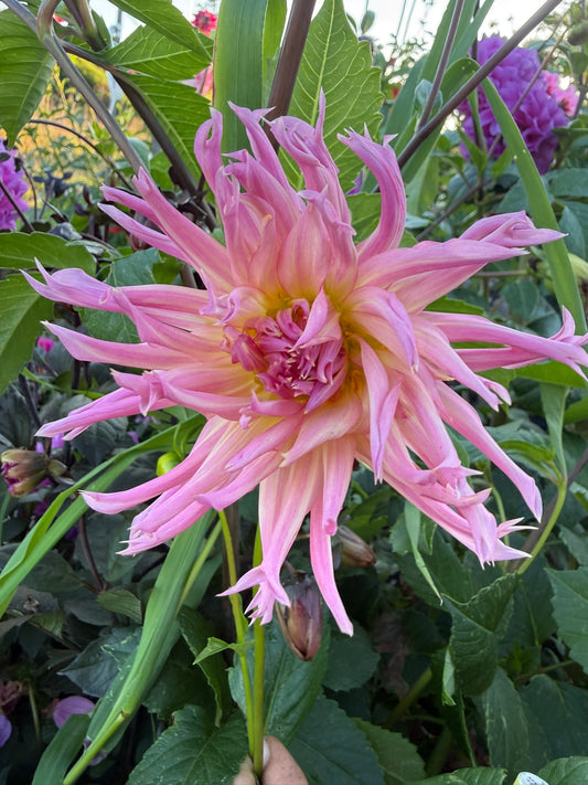 Dahlia - Susan Marie