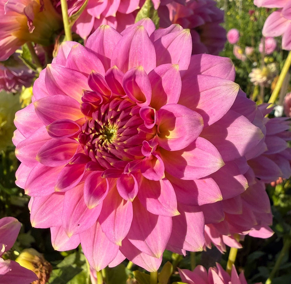 Dahlia - Firetail Aurora