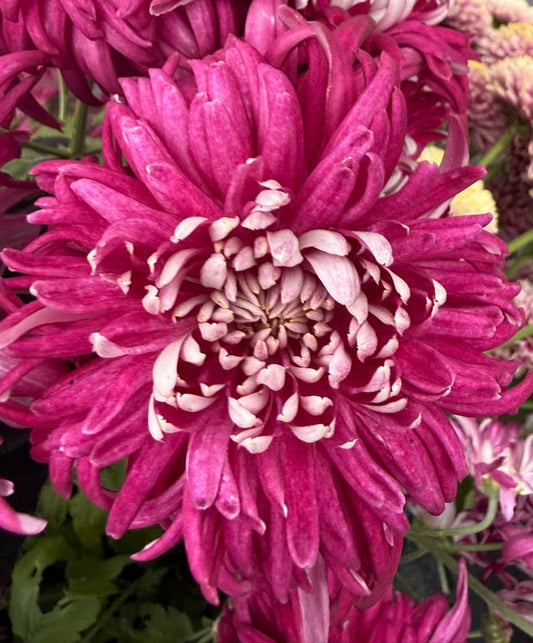 Chrysanthemum - Rooted Cutting - Seaton's Silver Burgundy