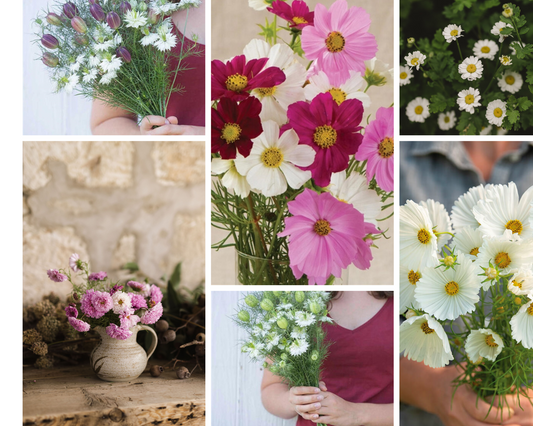 Cosmos and Filler Flower Collection