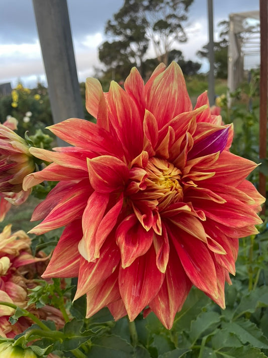 Dahlia - Trev's Treasure