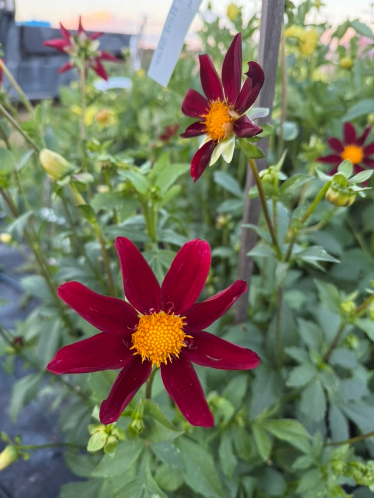 Dahlia - Warraview Red Star