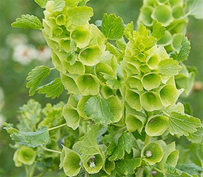 Molucella Irish Green Bells